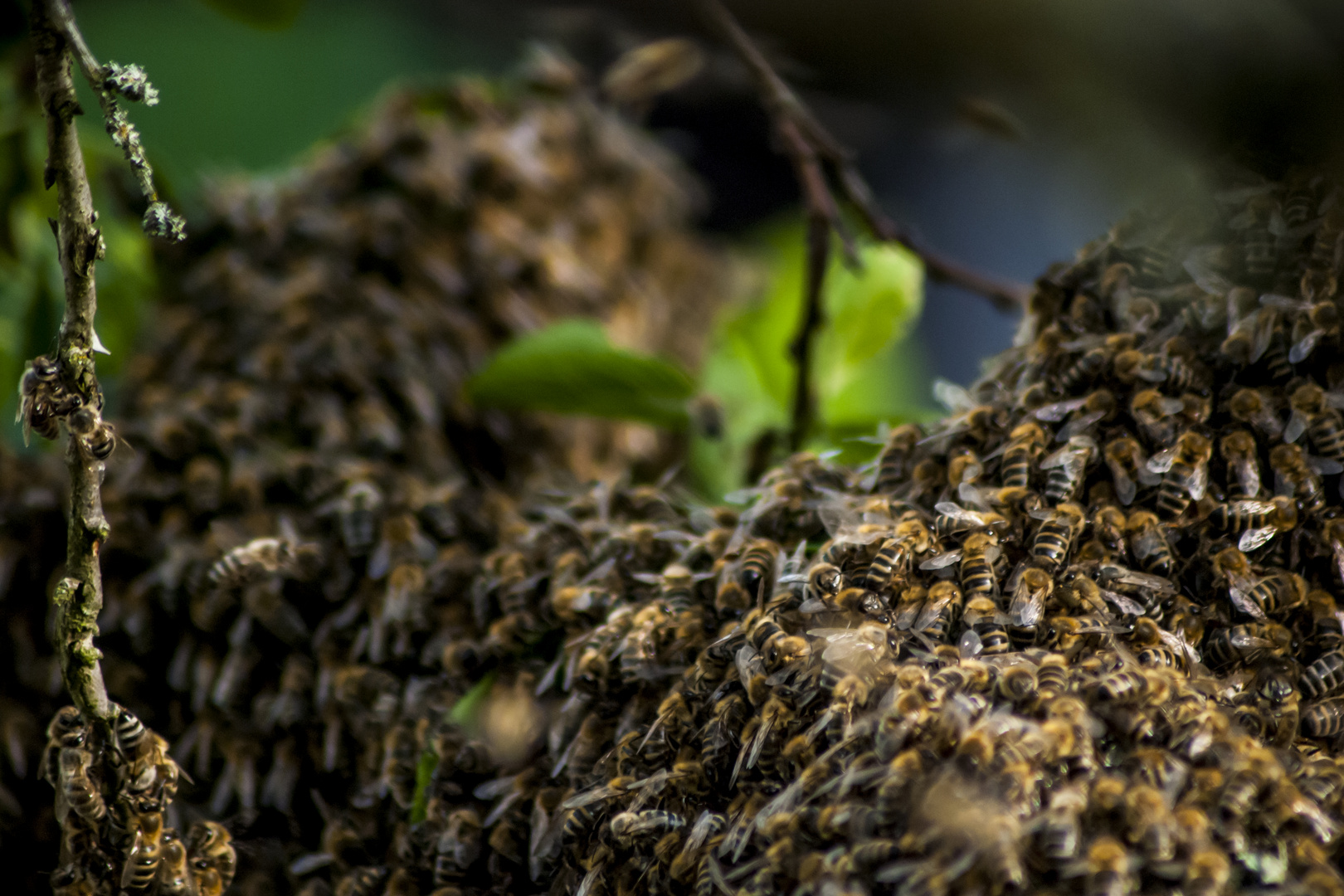 Bienenschwarm