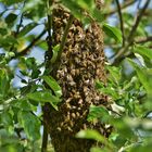 Bienenschwarm