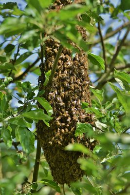 Bienenschwarm