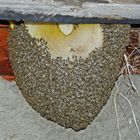 Bienenschwarm