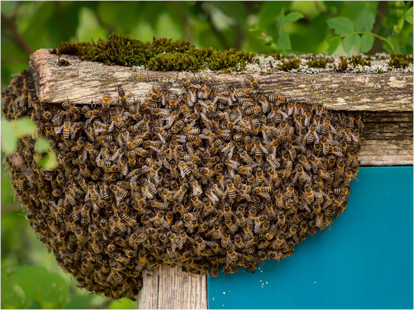 Bienenschwarm