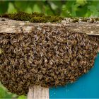 Bienenschwarm