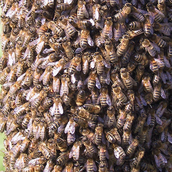 Bienenschwarm