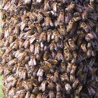 Bienenschwarm