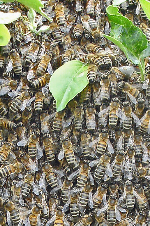 Bienenschwarm - auf als Hintergrund, Tapete