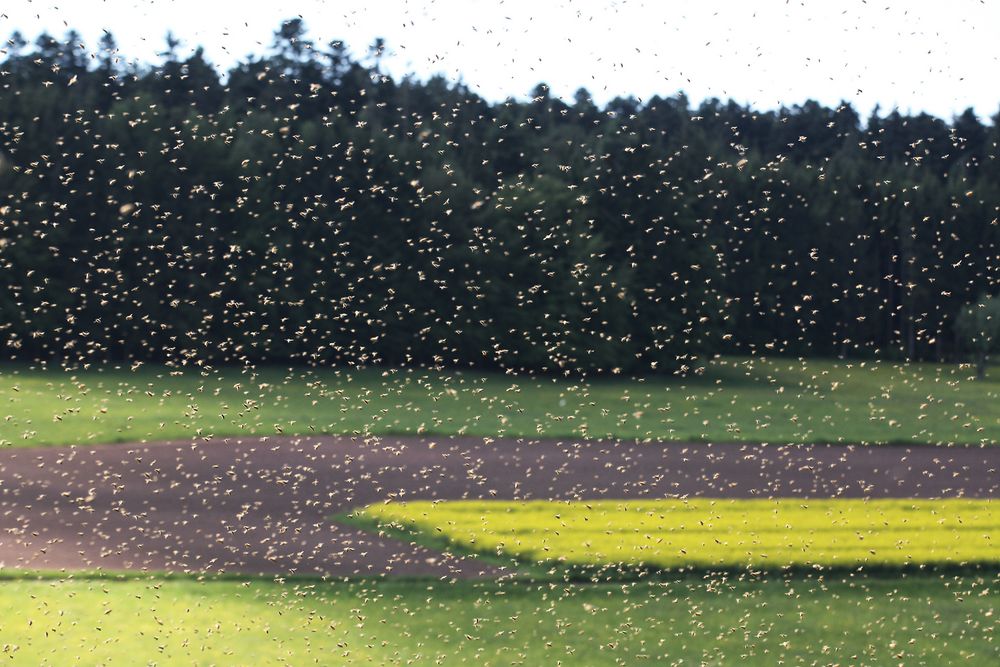 Bienenschwarm beim Abflug