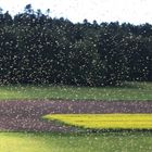 Bienenschwarm beim Abflug