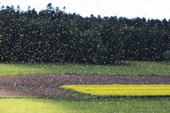 Bienenschwarm beim Abflug