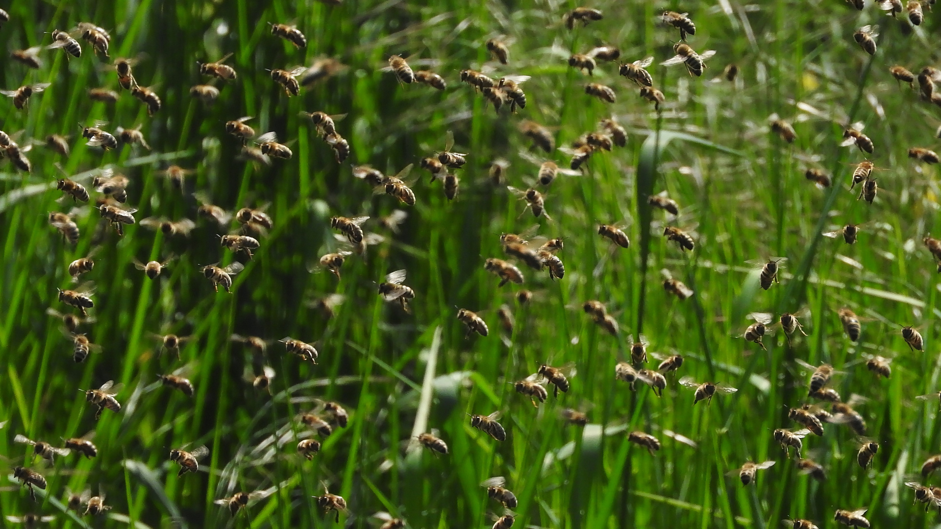 Bienenschwarm