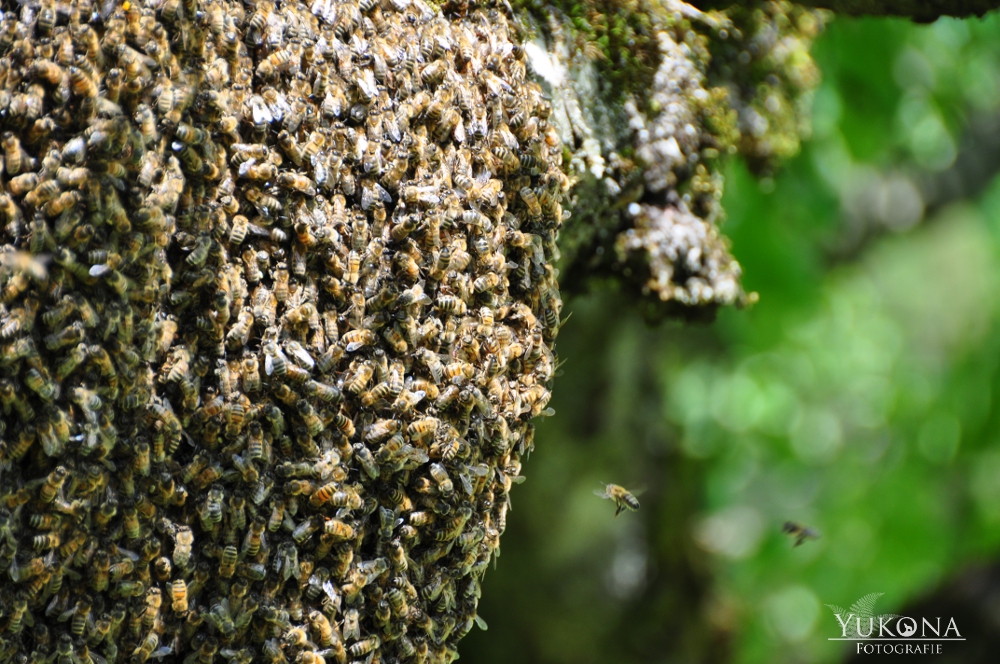 Bienenschwarm