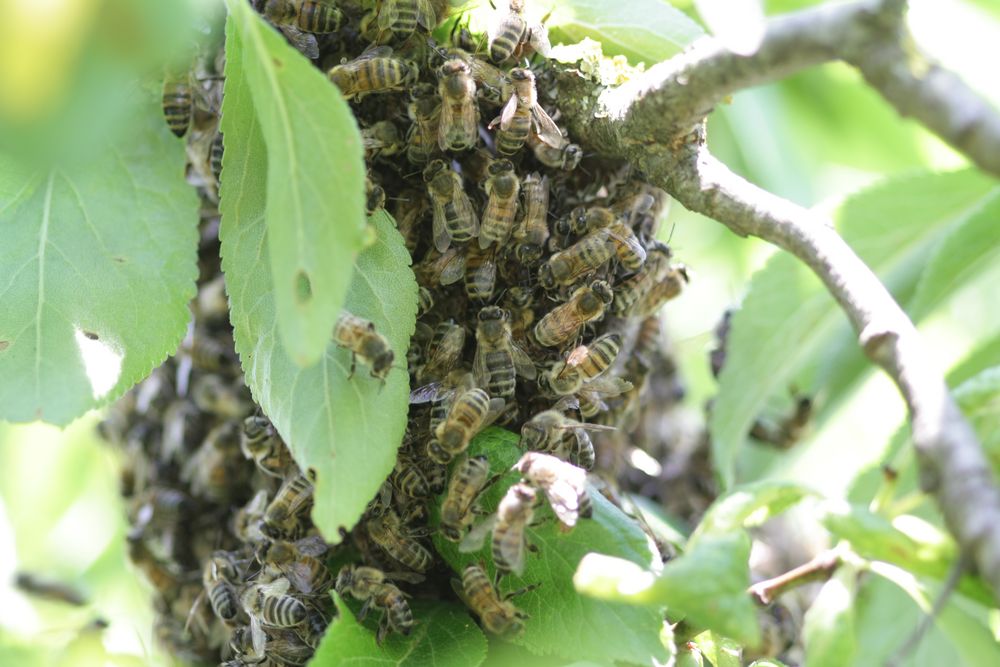 bienenschwarm