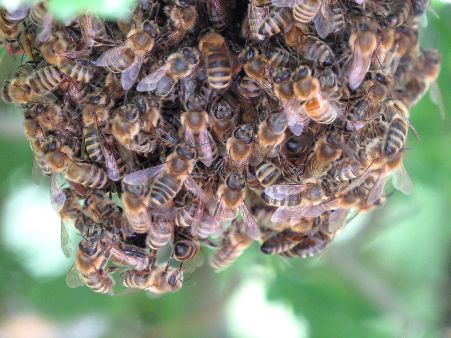 Bienenschwarm