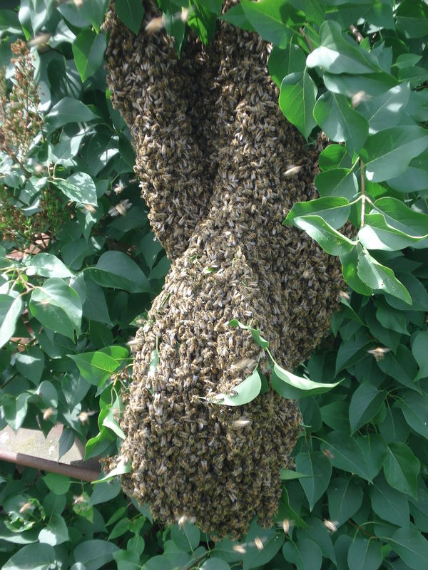 Bienenschwarm