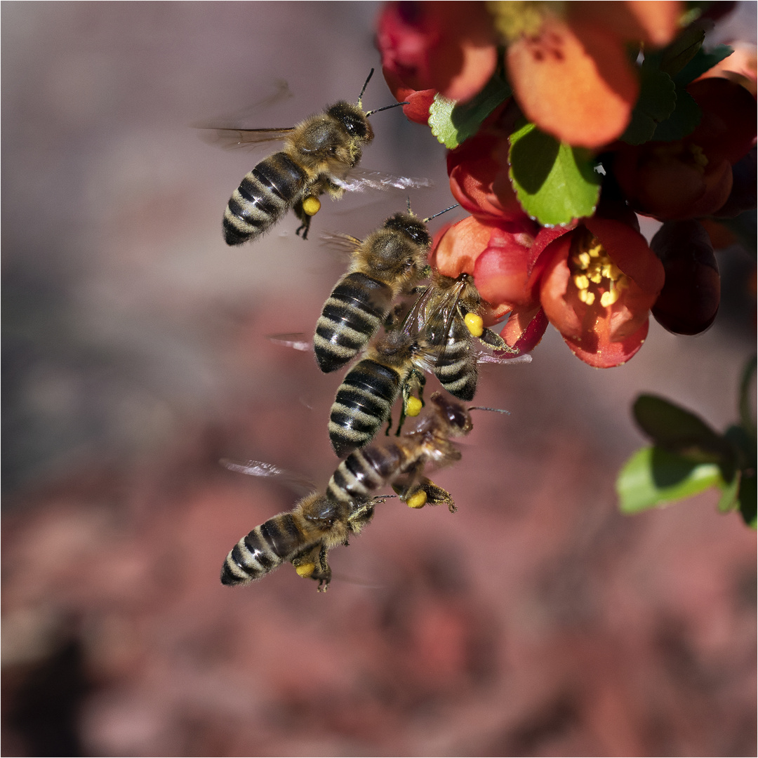 Bienenschwarm 