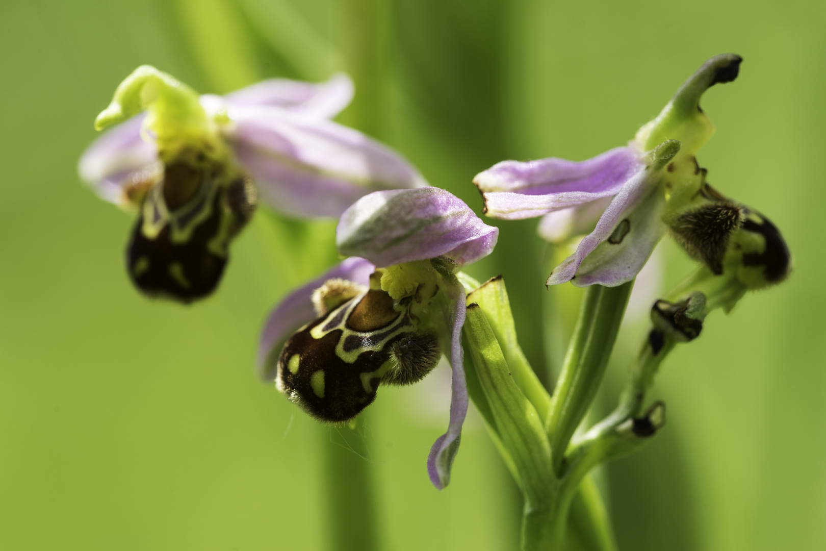 Bienenschwarm