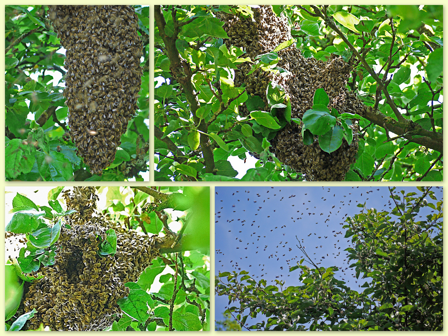 Bienenschwarm im Apfelbaum