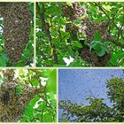 Bienenschwarm im Apfelbaum