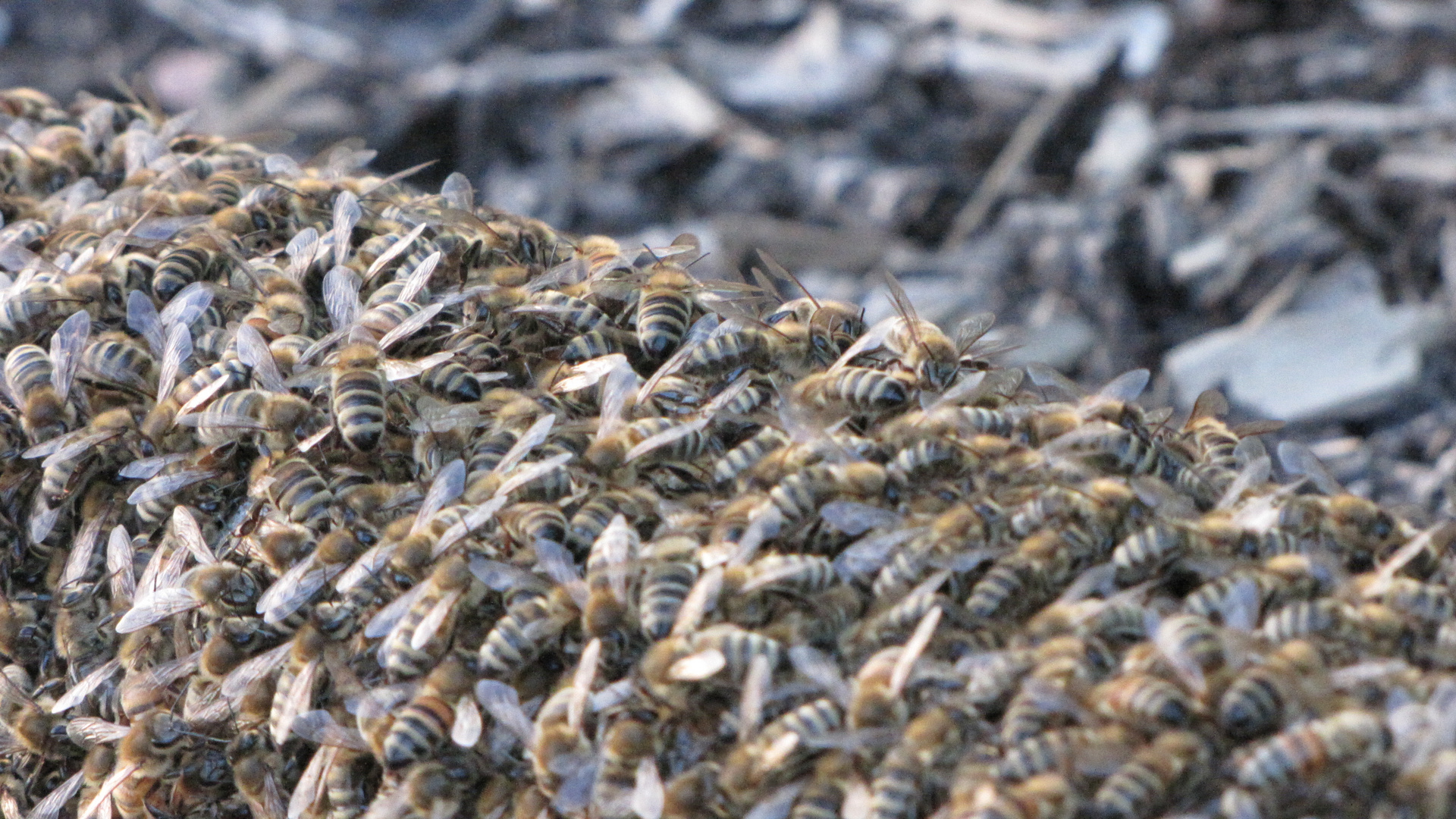 Bienenschwarm Im Garten Foto Bild Tiere Natur Bilder Auf