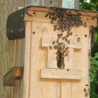 Bienenschwarm im Hornissenkasten