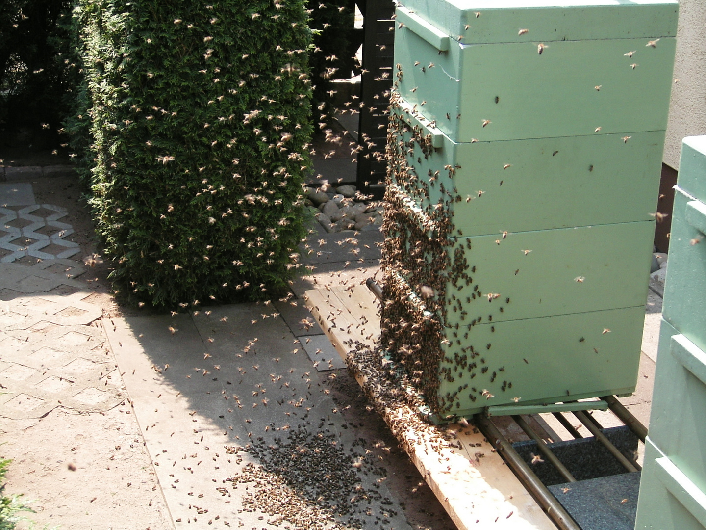 Bienenschwarm im Mai