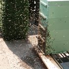 Bienenschwarm im Mai