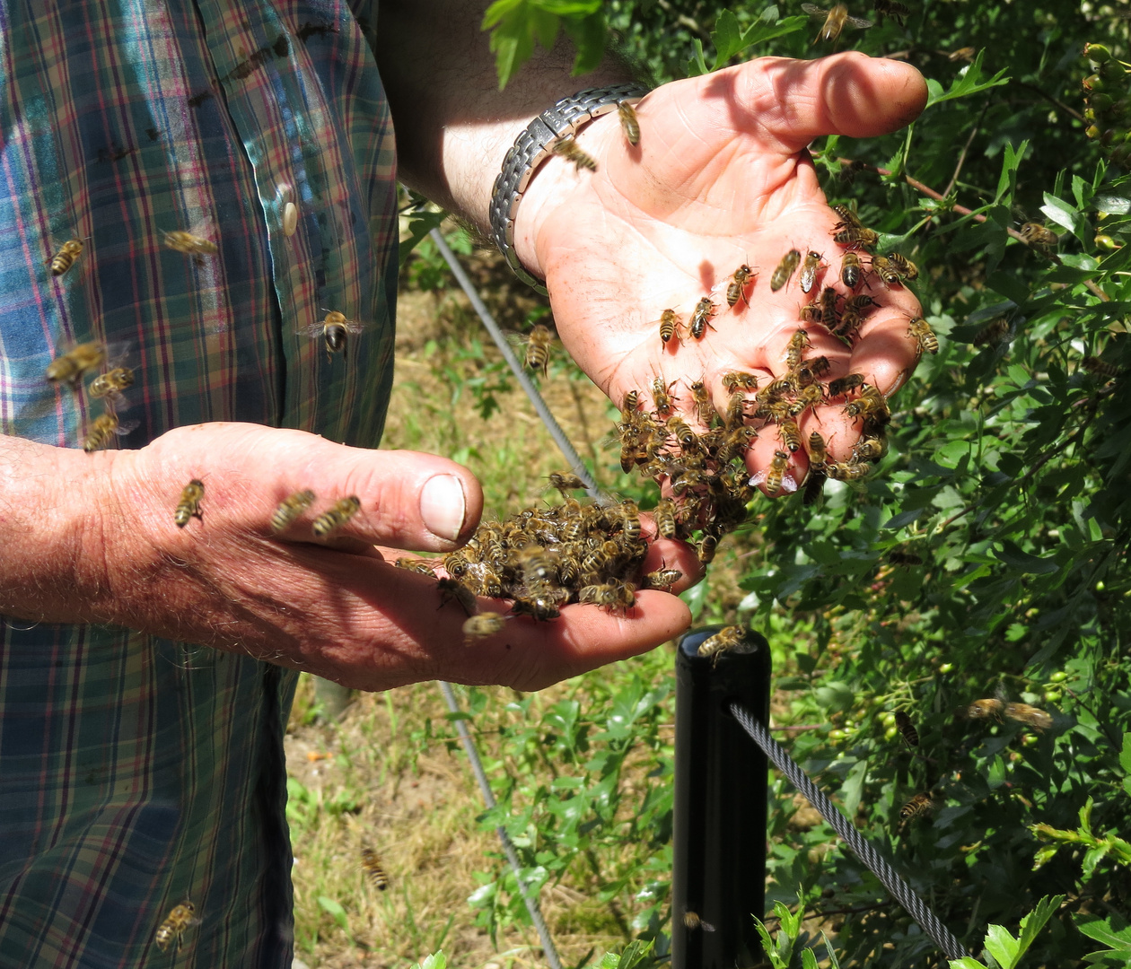 Bienenschwarm Imker