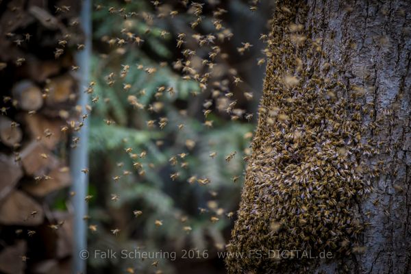 Bienenschwarm zieht in neues Zuhause