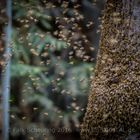 Bienenschwarm zieht in neues Zuhause