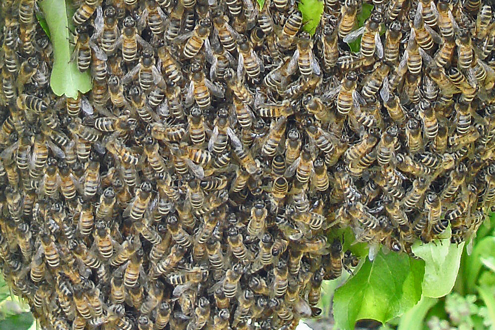 Bienenschwarmnah