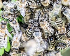 Bienenschwarmtraube