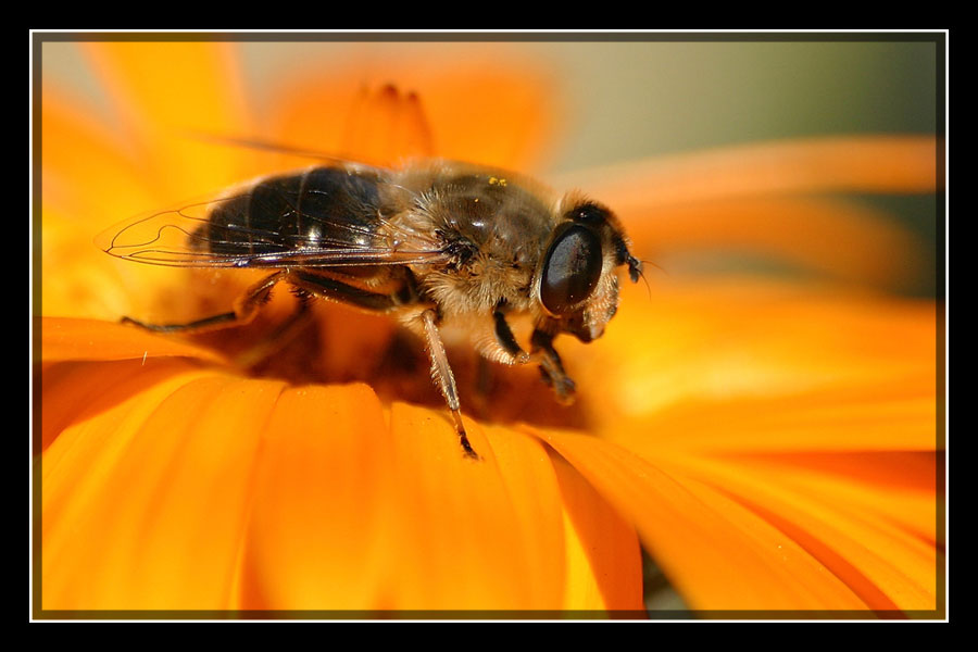 Bienenschwebfliege