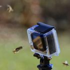 Bienen.Selfie