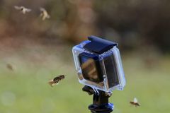 Bienen.Selfie