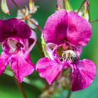 Bienenshooting