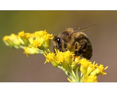 Bienensommer