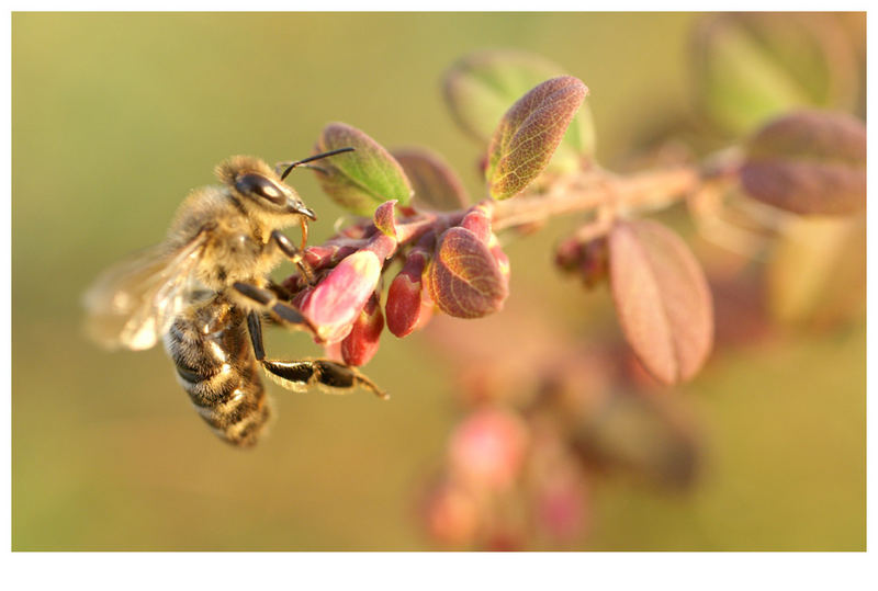 "Bienensommer"