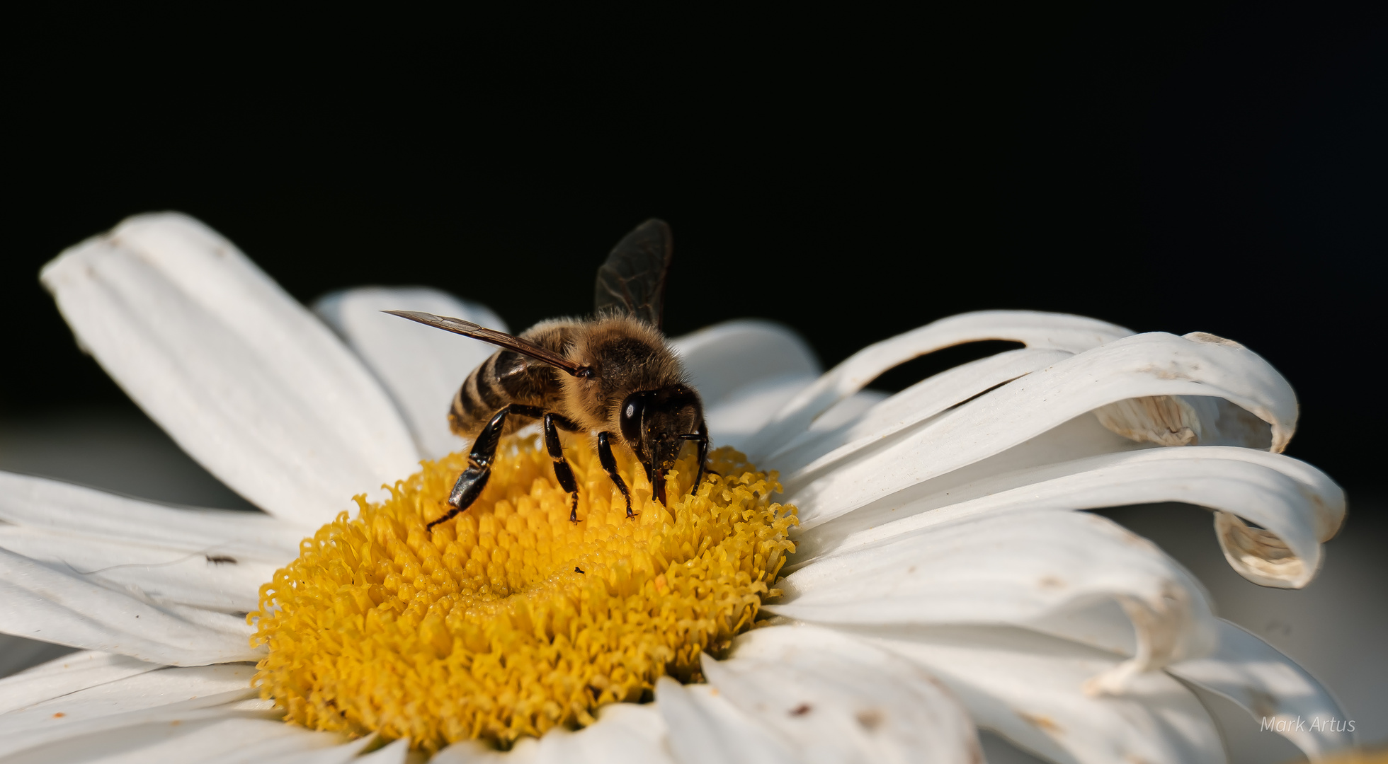 Bienensommer