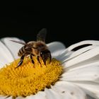 Bienensommer