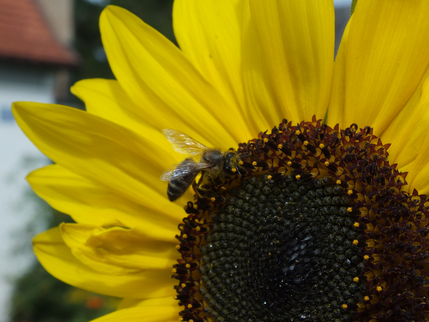 Bienensonne