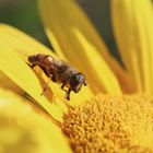               -Bienensonnenblumenbad-