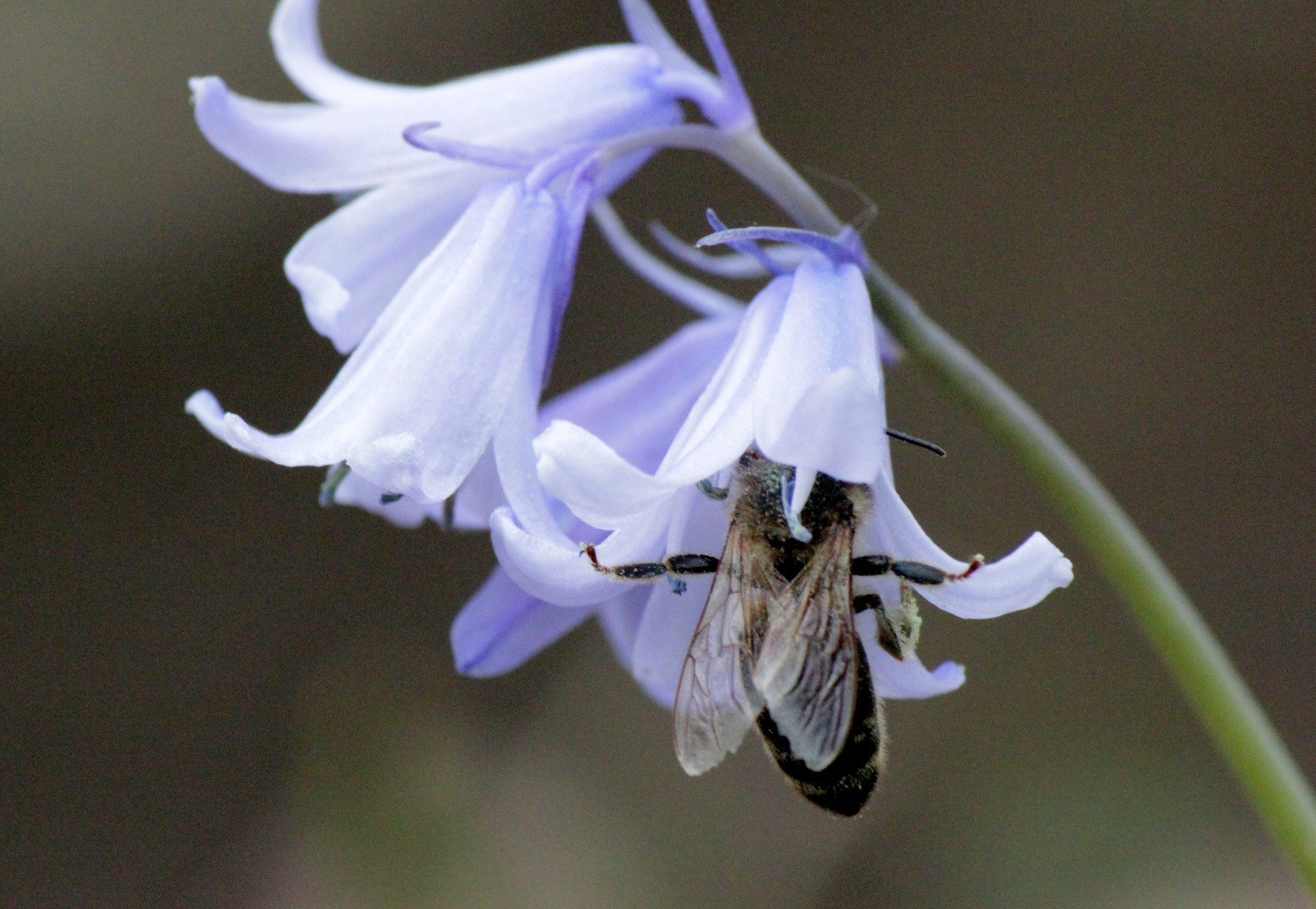 Bienenspagat