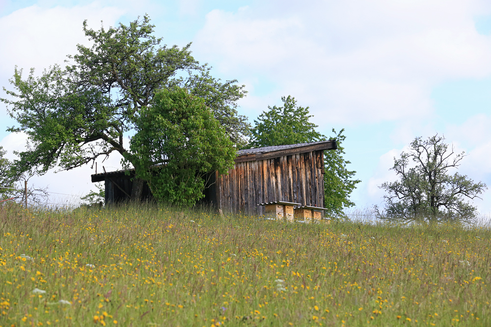 Bienenstand