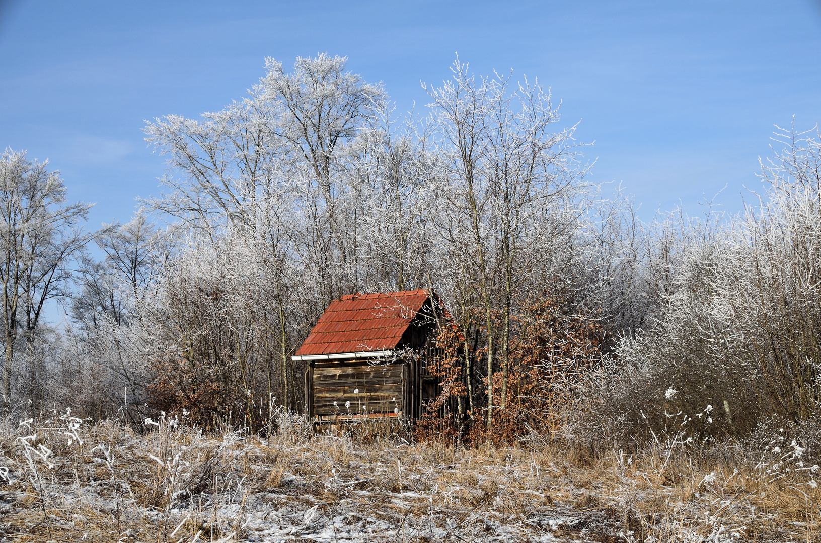 Bienenstand