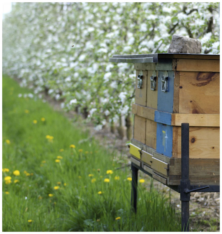 Bienenstand verkehrt