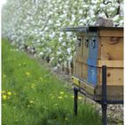 Bienenstand verkehrt