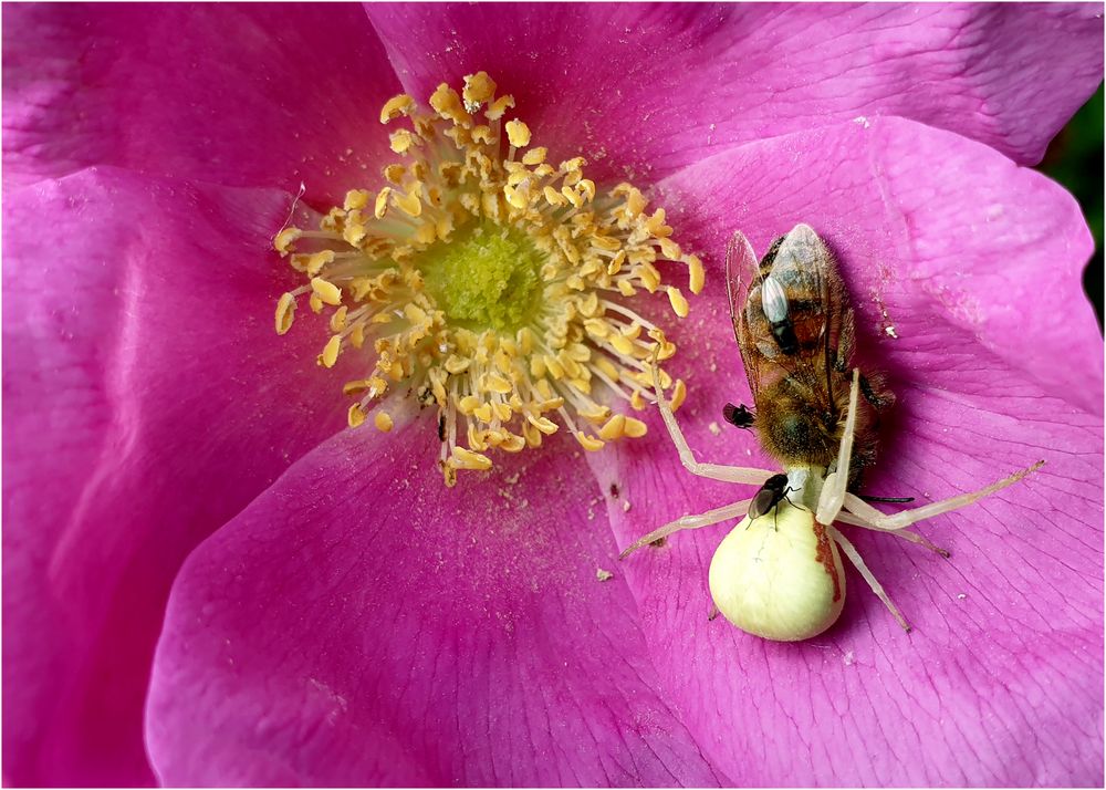 Bienensterben einmal anders