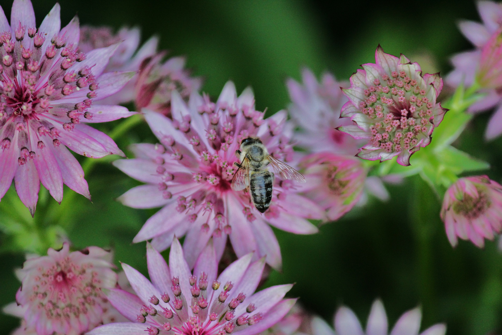 Bienensterben nicht in Tirol