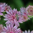 Bienensterben nicht in Tirol