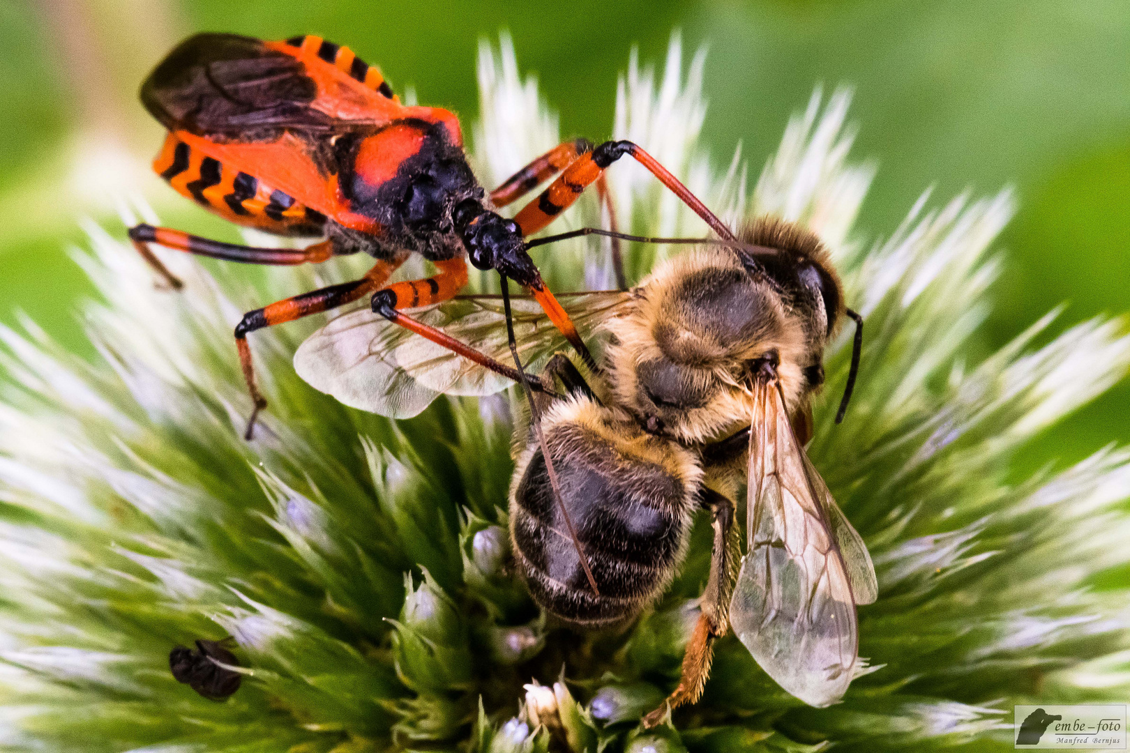 Bienenstich?