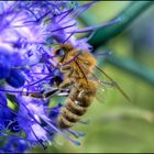 Bienenstich